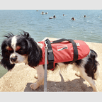 Schwimmhilfe für Katzen und Hunde