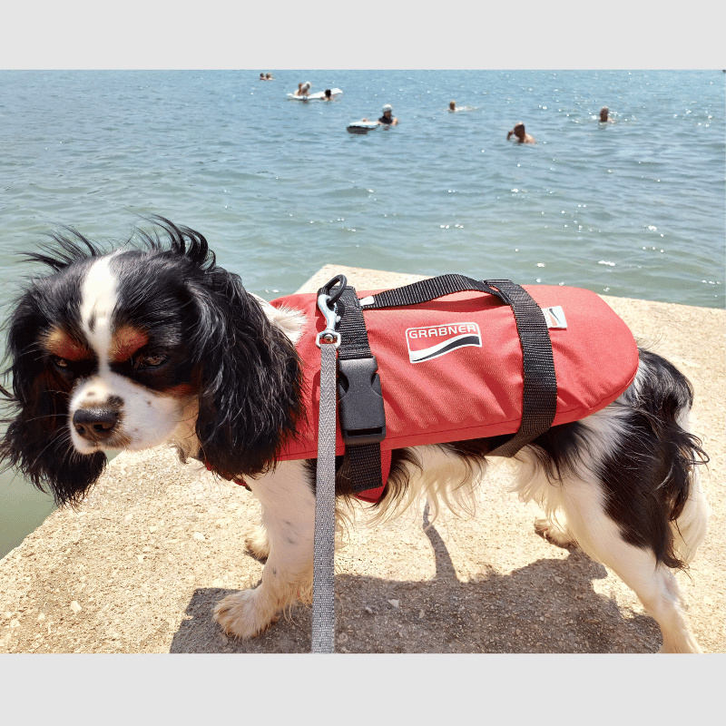 Schwimmhilfe für Katzen und Hunde