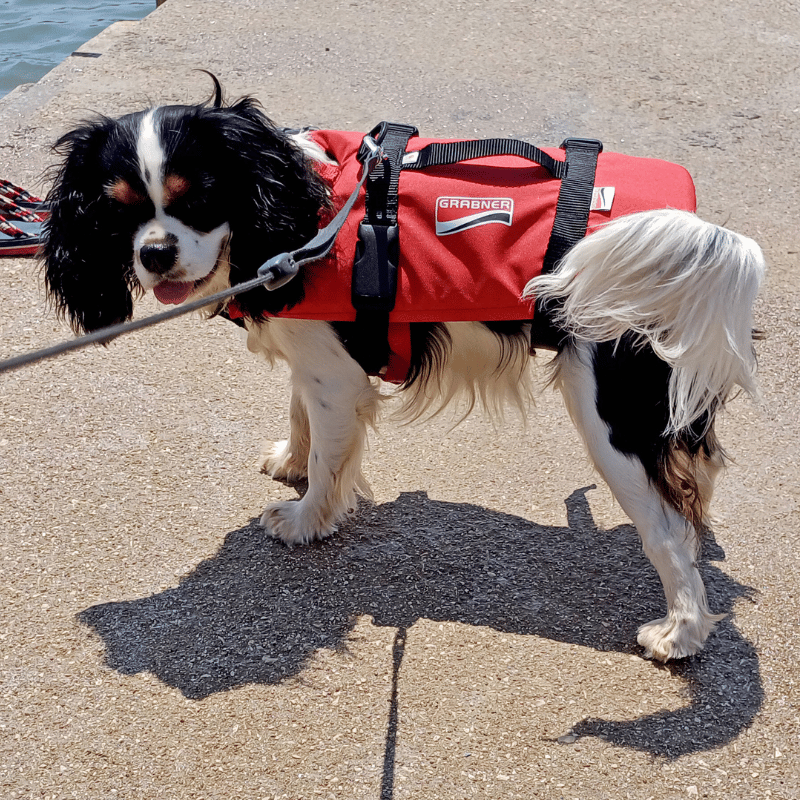 Schwimmhilfe für Katzen und Hunde