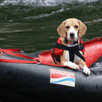 Schwimmhilfe für Katzen und Hunde