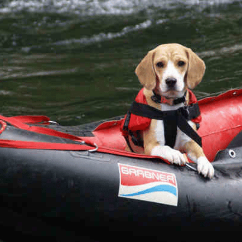 Schwimmhilfe für Katzen und Hunde